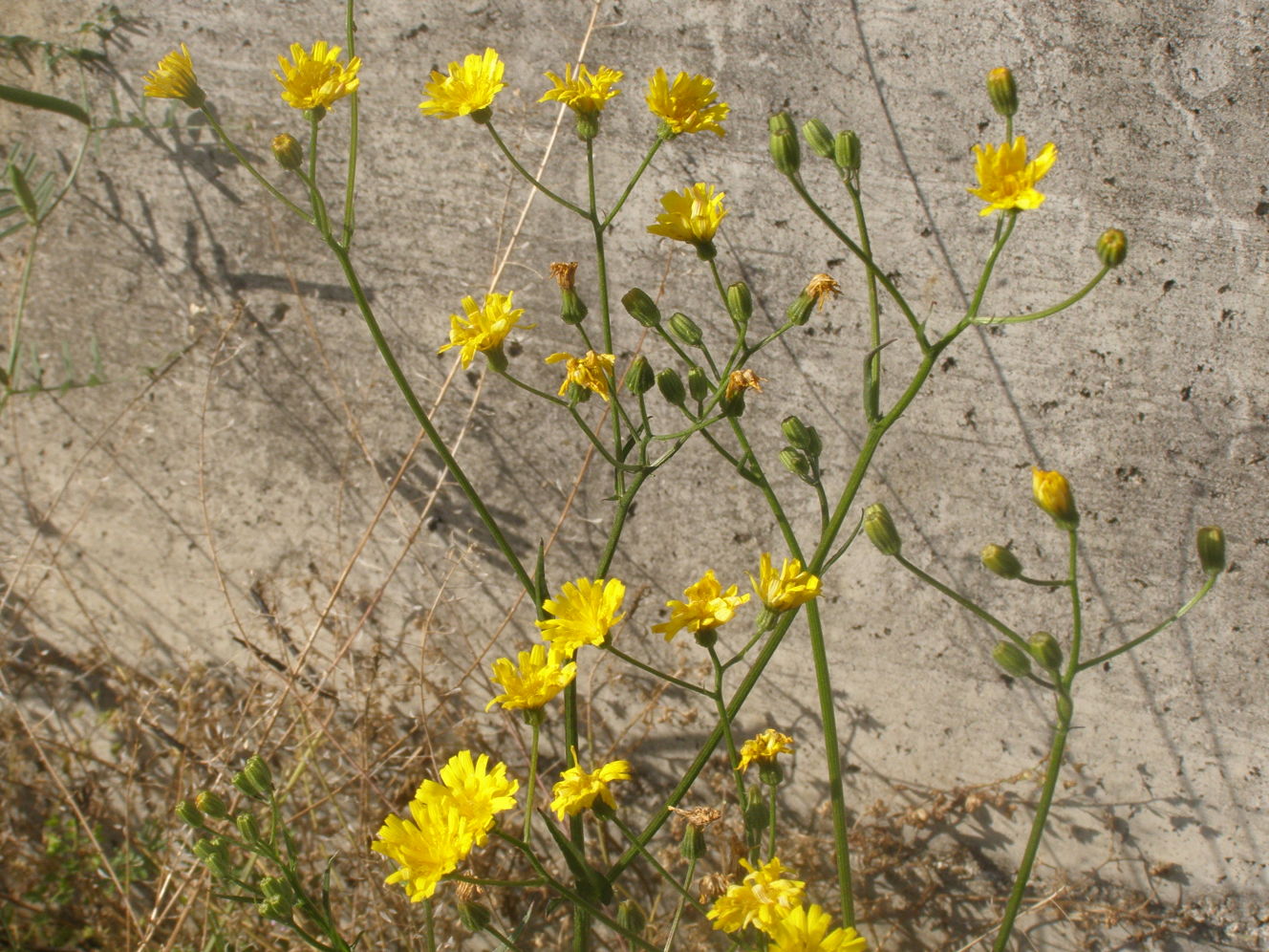 asteracea - Crepis sp.